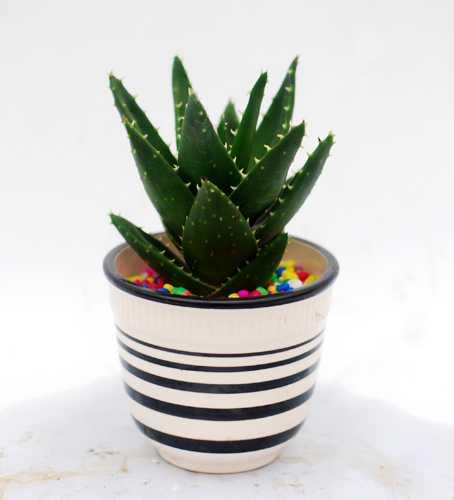 芦荟烂根如何急救,烂根的芦荟可以用活力素兑水泡吗