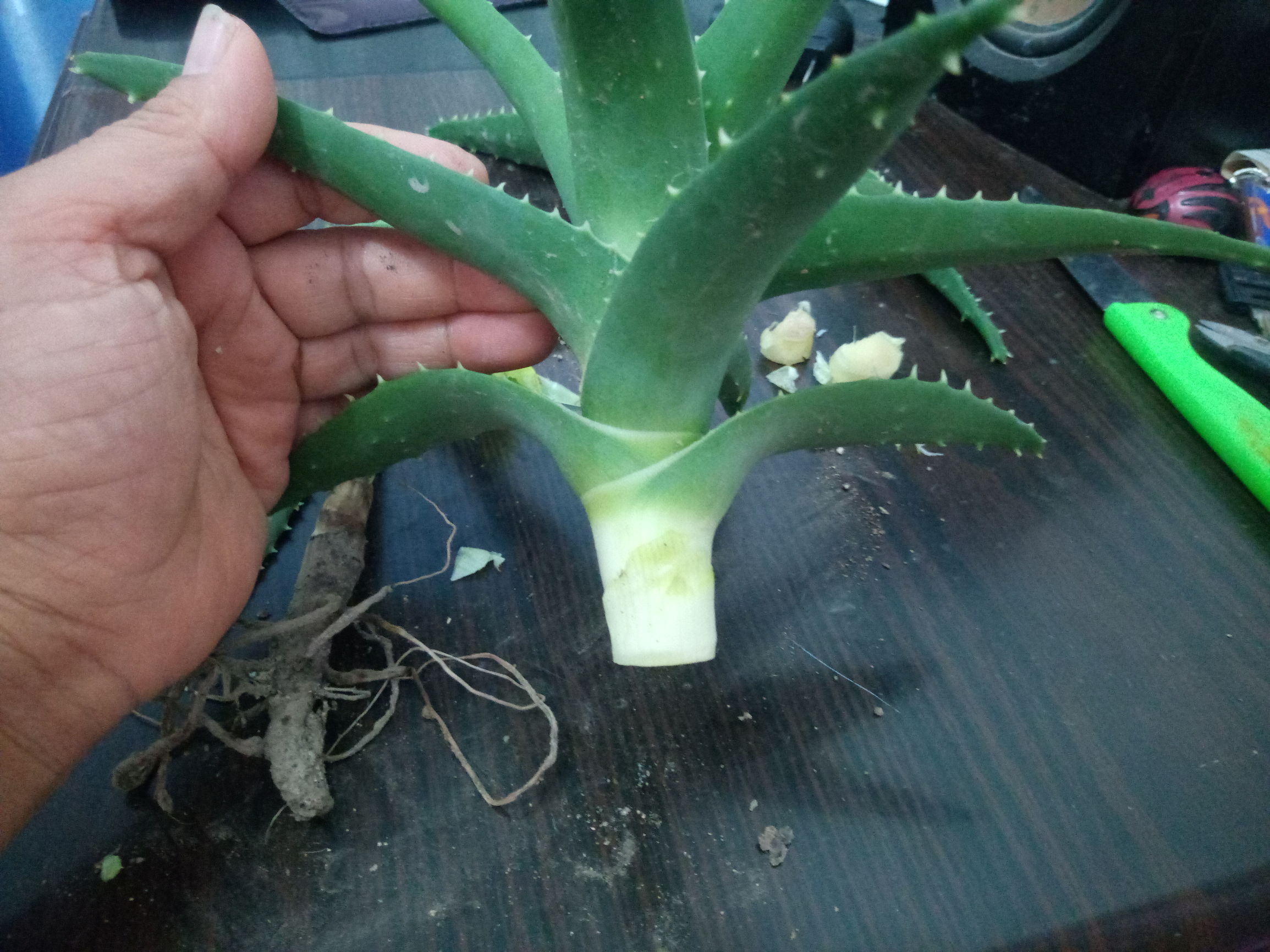 芦荟烂根如何急救,烂根的芦荟可以用活力素兑水泡吗