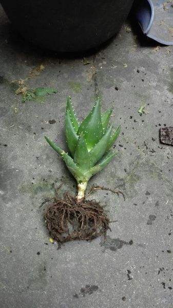 芦荟烂根如何急救,烂根的芦荟可以用活力素兑水泡吗