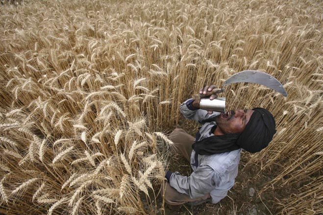 河南许昌种哪个小麦品种好,河南小麦亩产1825是啥品种