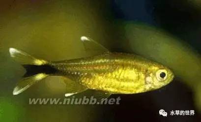 草缸最合适的灯科鱼,观赏草缸小鱼品种介绍