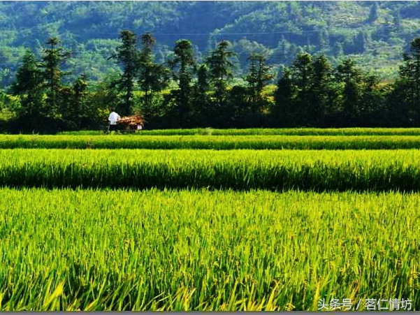 四川最美的山，你去过几个？华蓥山、青城山、西岭雪山……