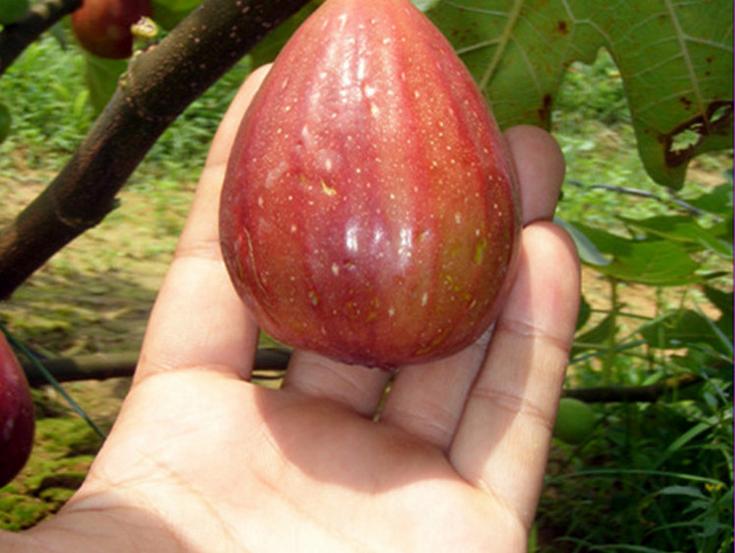 无花果大棚栽培技术,盆栽无花果栽培技术