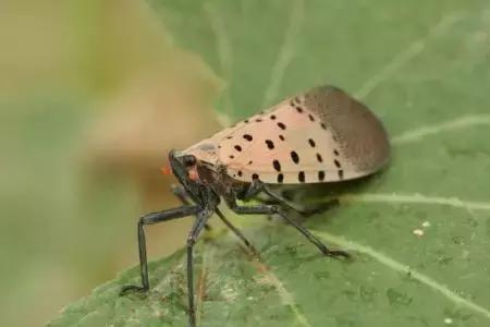 葡萄二星叶蝉虫害防治方法,葡萄的虫害有哪些