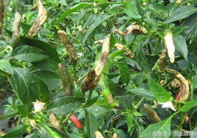 辣椒灰霉病、疫病、炭疽病的症状，以及防治方法