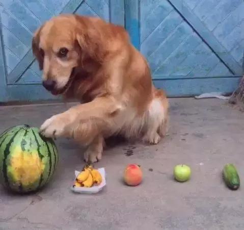 金毛犬的智商有多高,金毛犬智商有多高
