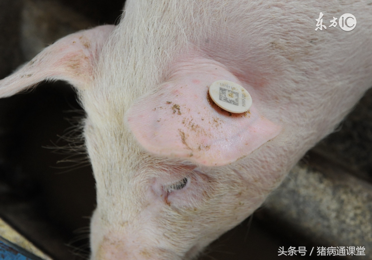 如何用b超检测母猪是否怀孕,母猪怀孕多少天能用b超检查出来