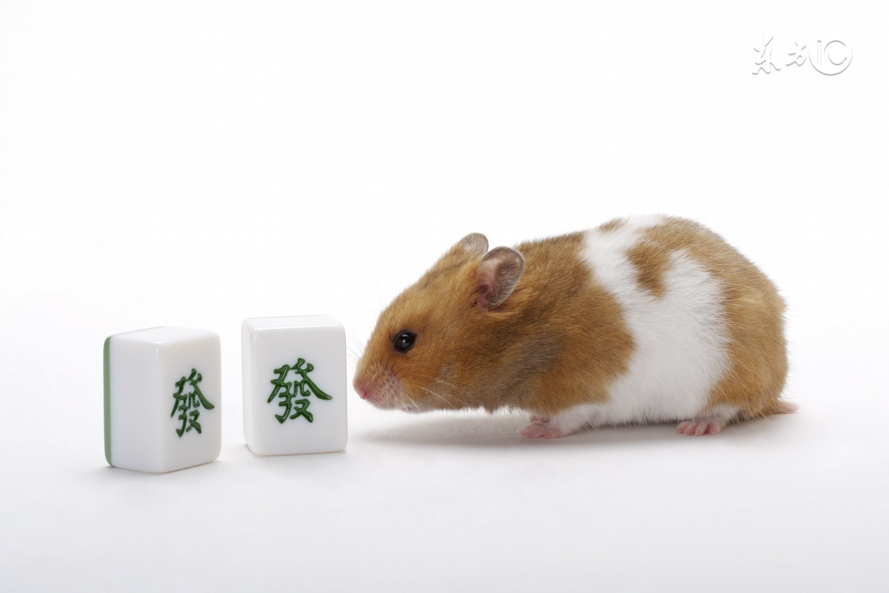 打麻将一直输能不能把麻将锤烂,打麻将总是输有什么技巧