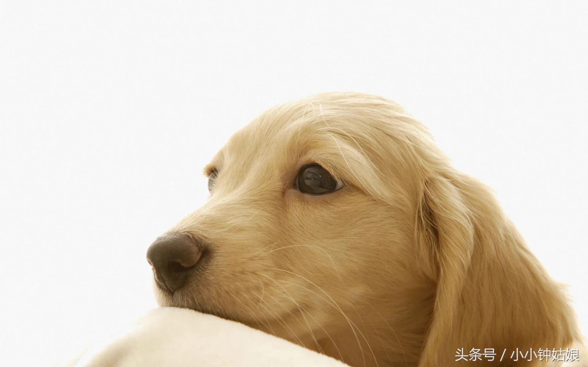 关于狗狗孕期的一些知识