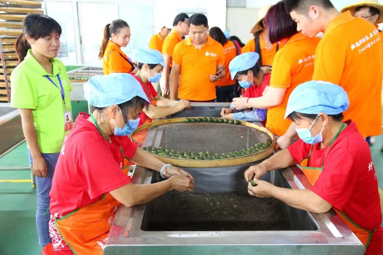 新会陈皮邀请赛,新会柑比赛