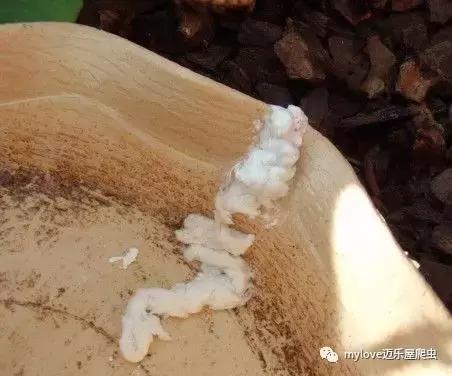 我是陆龟但是我也很怕热哦，千万不要让我暴晒哟