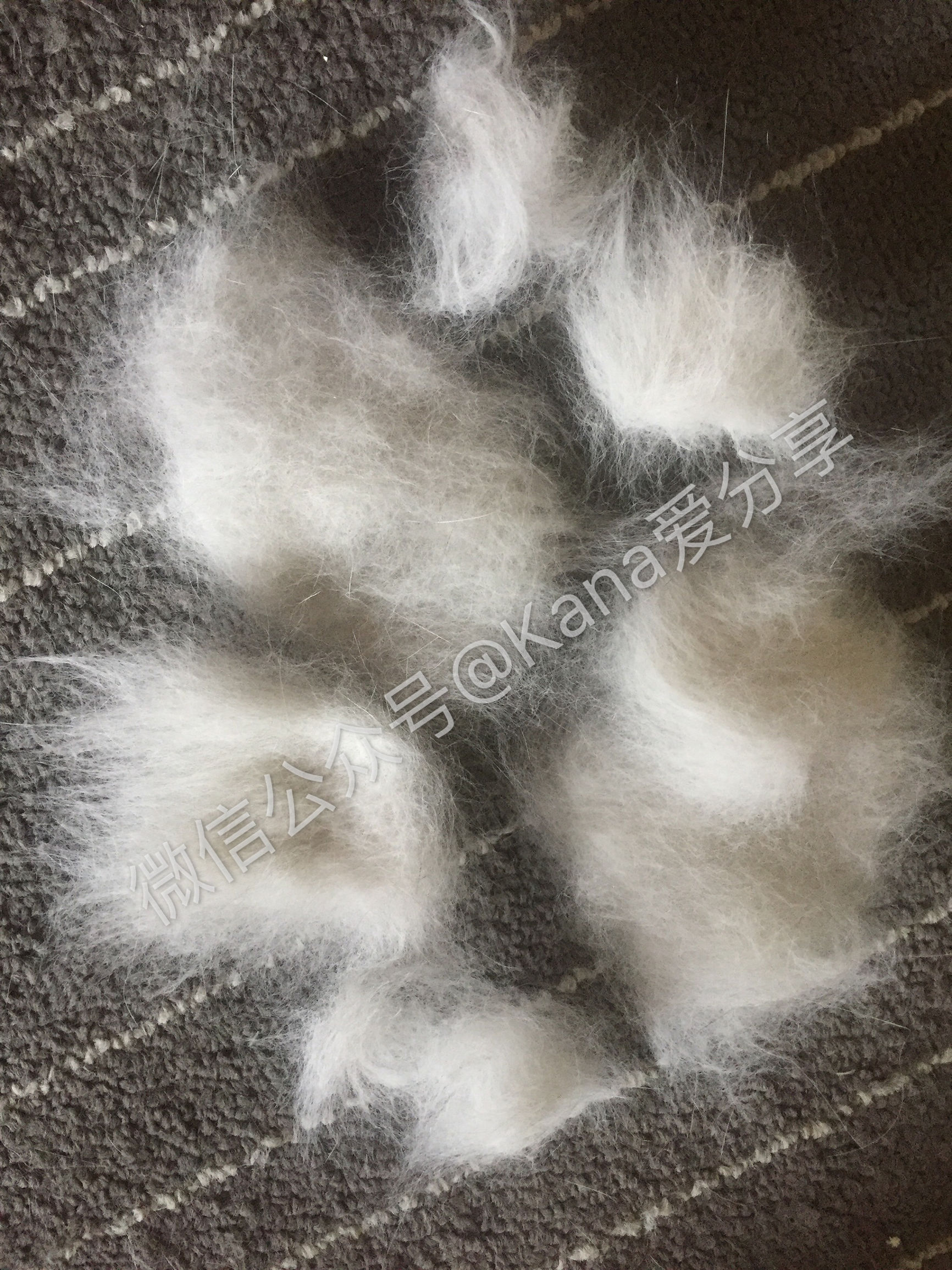 猫毛难剃,猫毛难拔怎么办