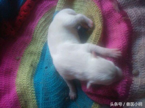 哈士奇和细犬谁精力旺盛,哈士奇和短腿土狗的后代