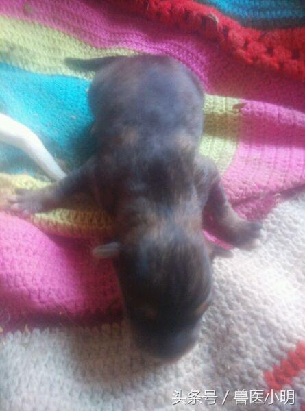 哈士奇和细犬谁精力旺盛,哈士奇和短腿土狗的后代