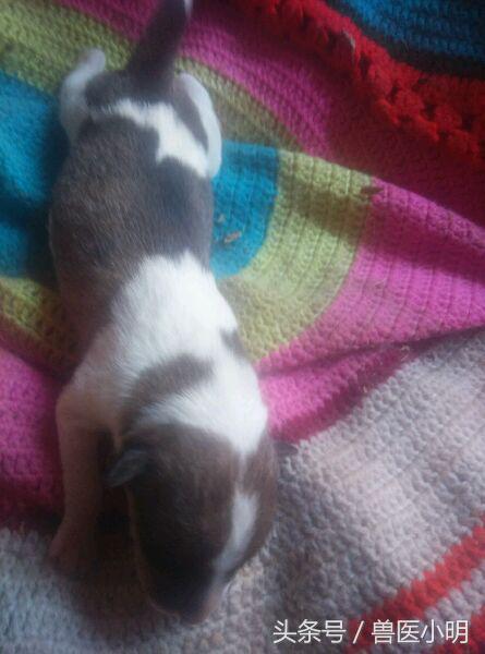 哈士奇和细犬谁精力旺盛,哈士奇和短腿土狗的后代