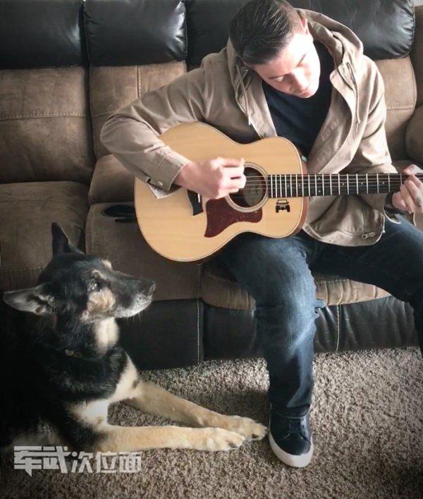 军犬的真实故事,军犬感人真实故事