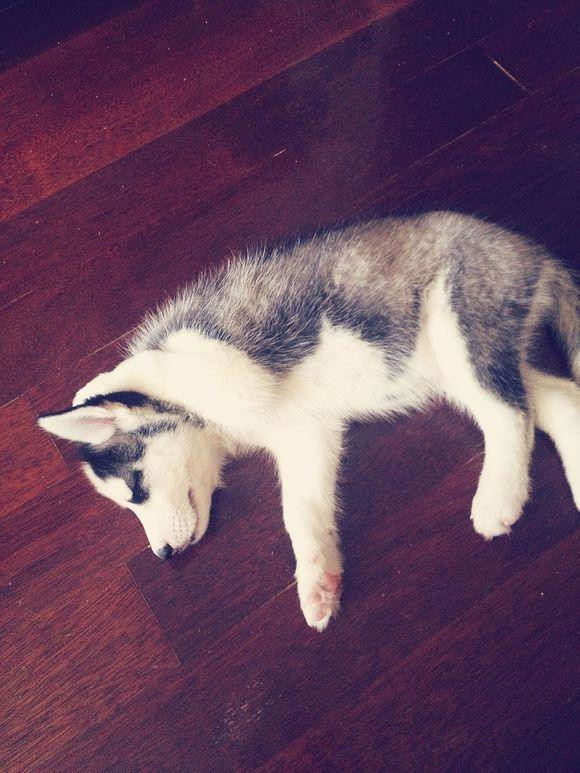 哈士奇惹猫咪秒怂,哈士奇抓猫咪