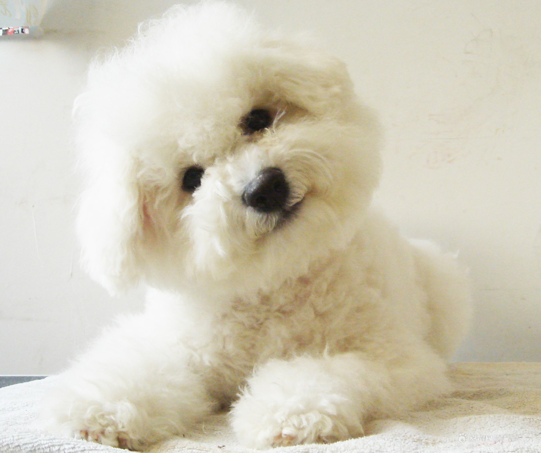 在家给狗狗剪毛怎么让它乖教程,在家给狗狗剪毛教程博美