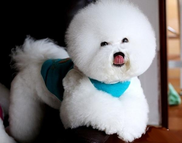 在家给狗狗剪毛怎么让它乖教程,在家给狗狗剪毛教程博美