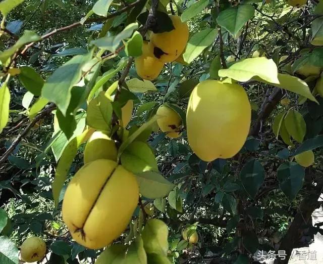 闄や簡楣呮ⅷ棣欒繕鏈変粈涔堥,闄や簡楣呮ⅷ棣欒繕鏈変粈涔堥濂介椈