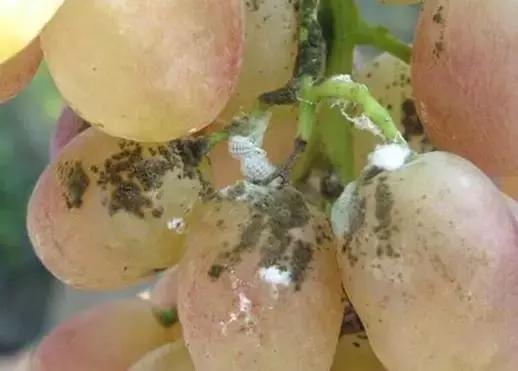 葡萄二星叶蝉虫害防治方法,葡萄的虫害有哪些