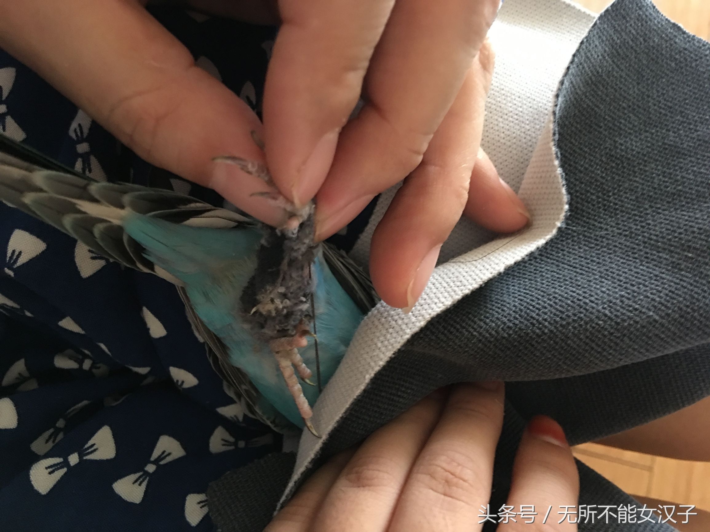 八字腿矫正后的鹦鹉,虎皮八字脚矫正几天