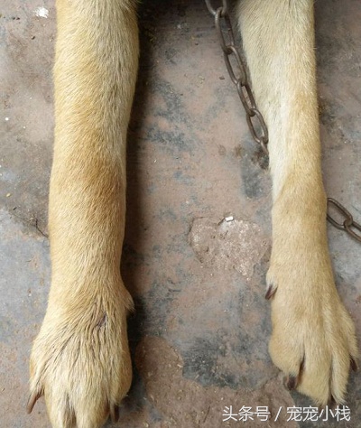 狗狗被蛇咬伤打什么针,狗狗被毒蛇咬伤