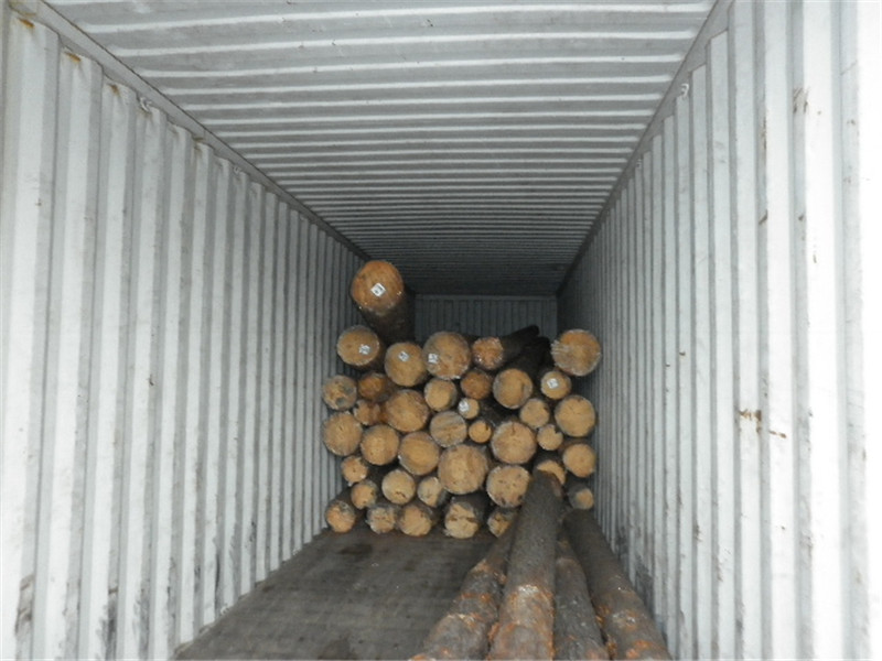 巴西第七天，松木堆场，检尺装柜