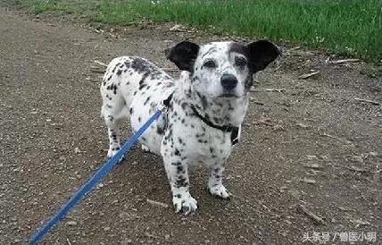 哈士奇和细犬谁精力旺盛,哈士奇和短腿土狗的后代