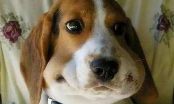 狗狗被蜜蜂蛰表情图,蜜蜂把狗狗脸蛰肿了图片