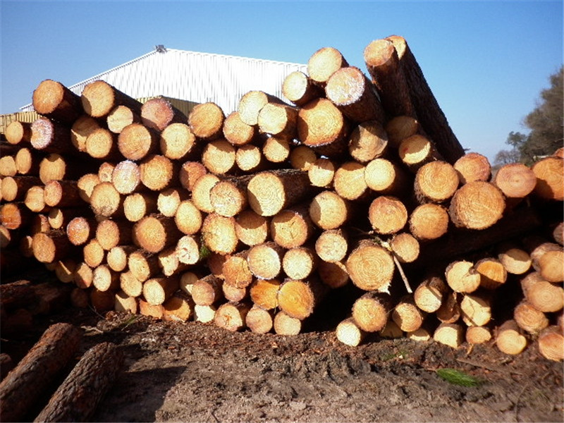 巴西第七天，松木堆场，检尺装柜