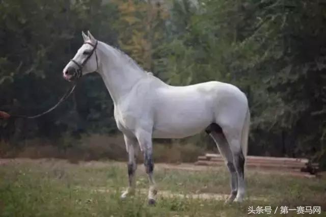 怎么样从国外进口马,从国外如何买马匹