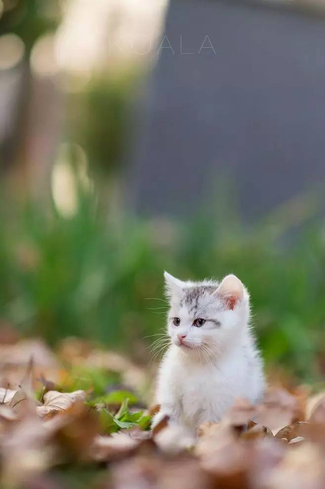 轻学教育靠谱吗,轻学教育抖音靠谱吗