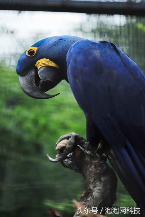 佳能6dmark2是哪个级别的,佳能6d高感能到多少