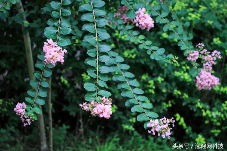 佳能6dmark2是哪个级别的,佳能6d高感能到多少