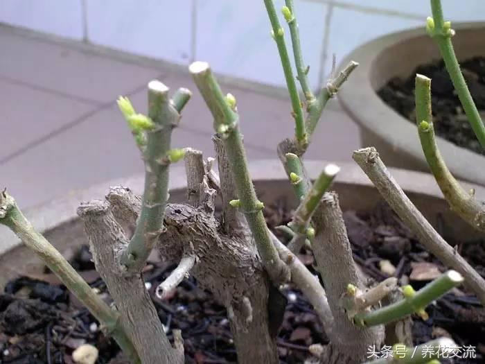 如何救活枯萎的植物,快速救活枯萎的植物