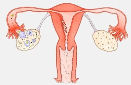 输卵管堵塞快速怀孕的方法,不想怀孕输卵管堵塞要治疗吗