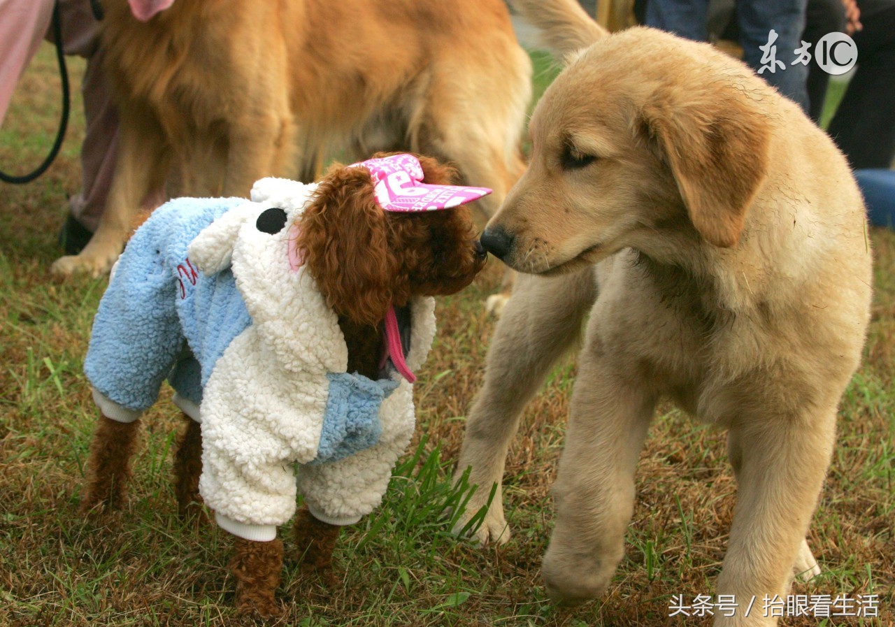 狗狗怀孕期间狗主人们要关注些什么？请爱护这位“准妈妈”