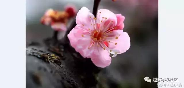 丰田坦途3.3t柴油版改装,丰田坦途trd全新款2022款改装