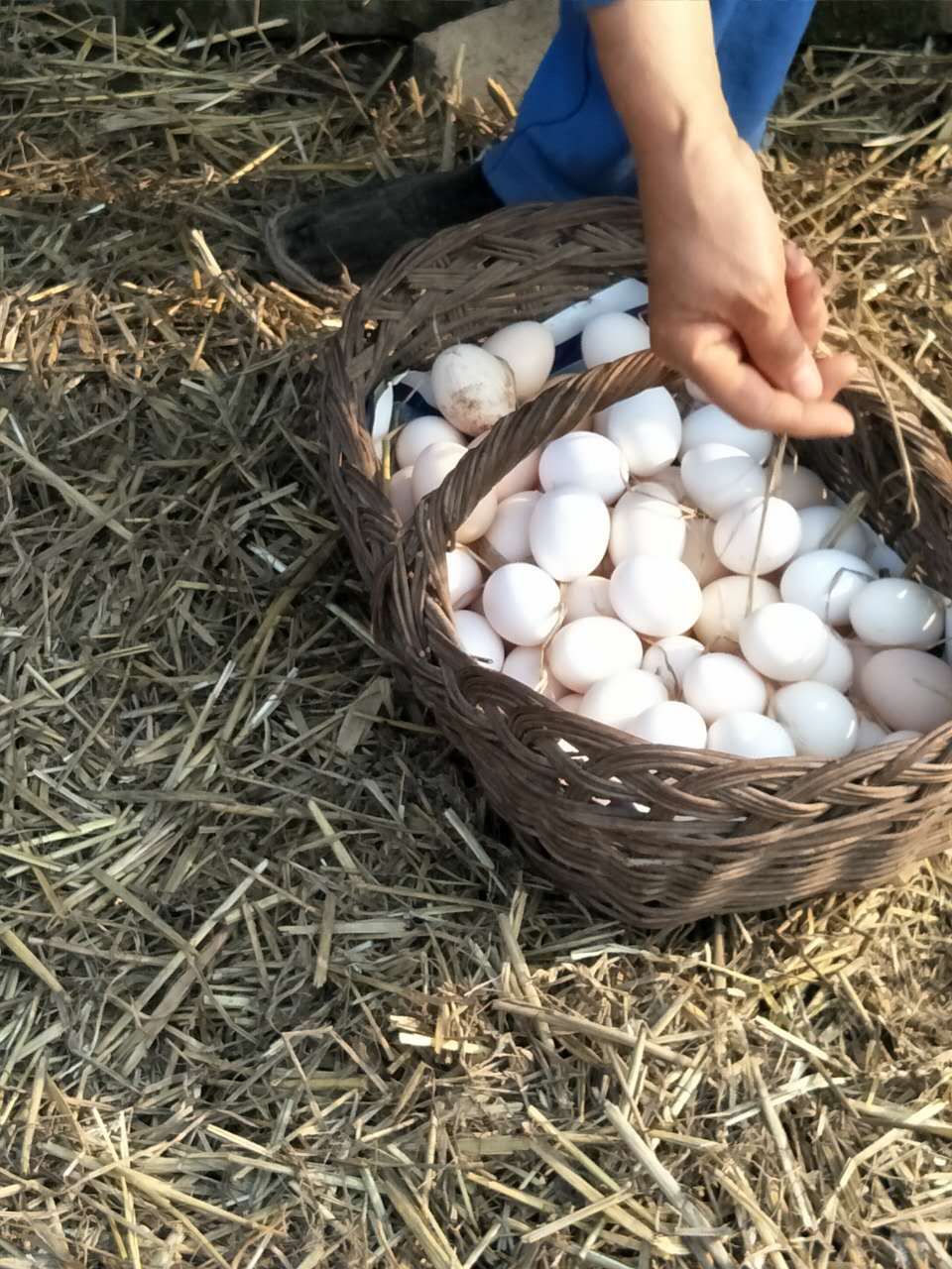 大蒜乌骨鸡,大蒜公鸡