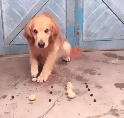 金毛犬的智商有多高,金毛犬智商有多高