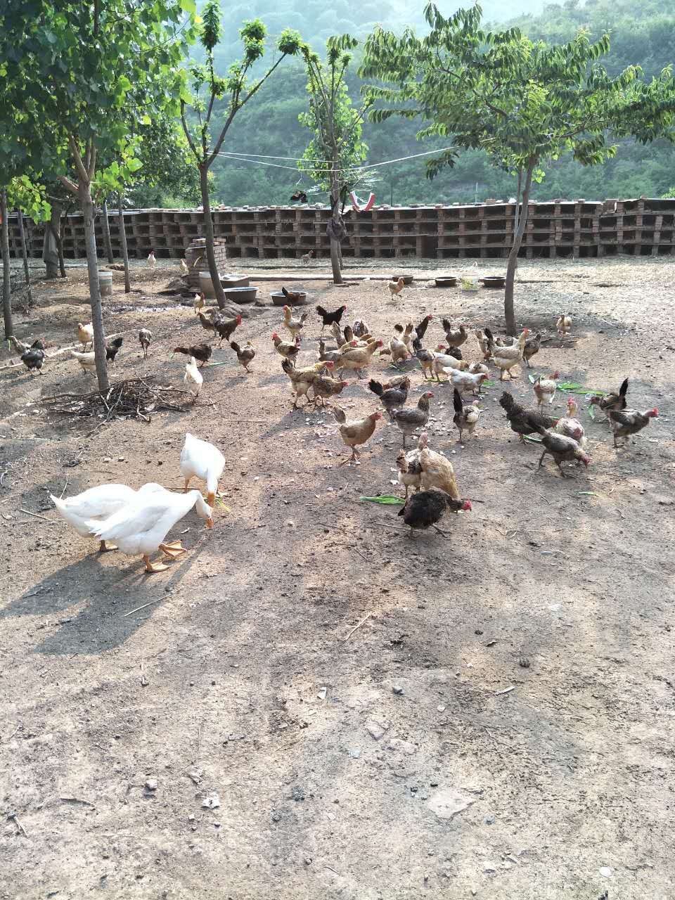 大蒜乌骨鸡,大蒜公鸡