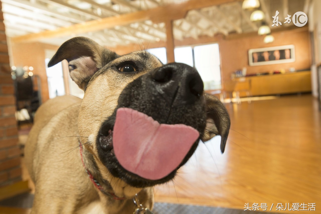 你的狗狗知道你喜欢什么吗,狗狗舔你的原因你不一定知道