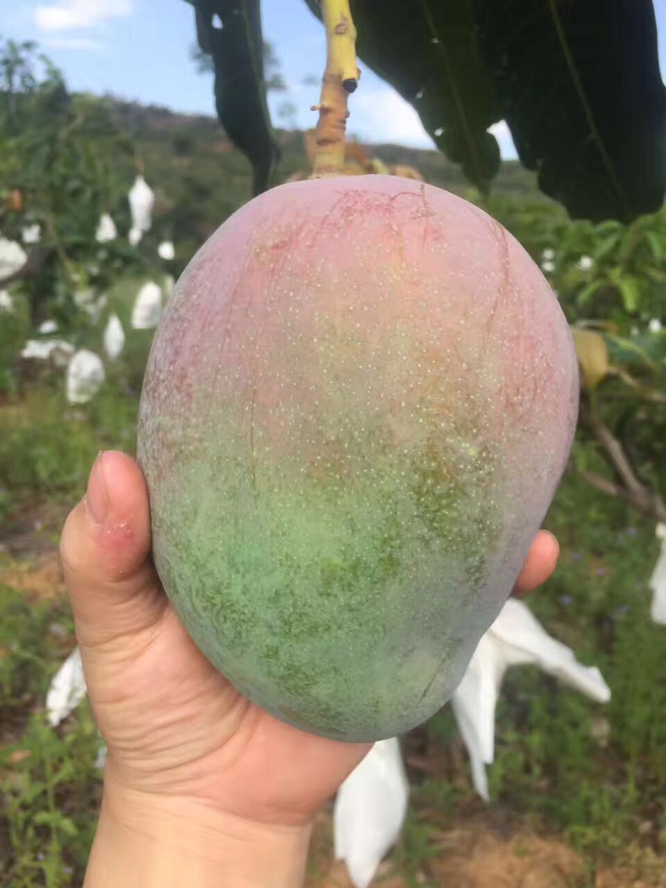 芒果巨无霸完整版,好吃到爆的芒果