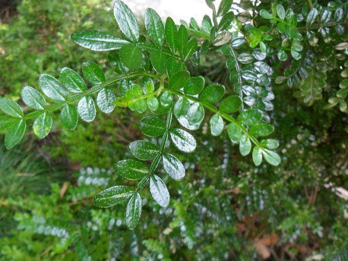驱蚊草驱不驱蚊子,室内养驱蚊草真的驱得了蚊子吗