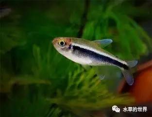 草缸最合适的灯科鱼,观赏草缸小鱼品种介绍