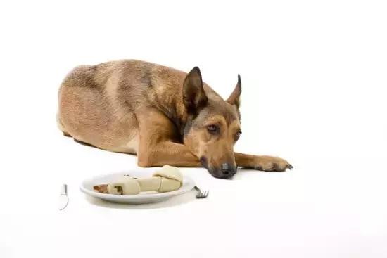 狗狗呕吐别着急,狗狗呕吐怎么看是肠胃炎还是细小