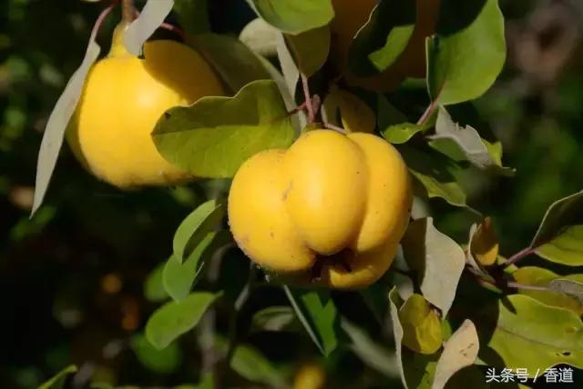 闄や簡楣呮ⅷ棣欒繕鏈変粈涔堥,闄や簡楣呮ⅷ棣欒繕鏈変粈涔堥濂介椈