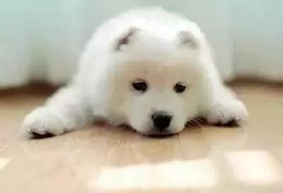 狗狗呕吐别着急,狗狗呕吐怎么看是肠胃炎还是细小