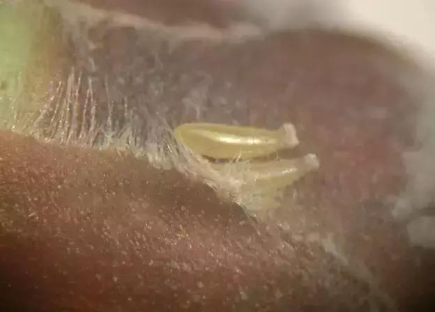 葡萄二星叶蝉虫害防治方法,葡萄的虫害有哪些